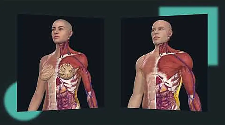 3d model female anatomy